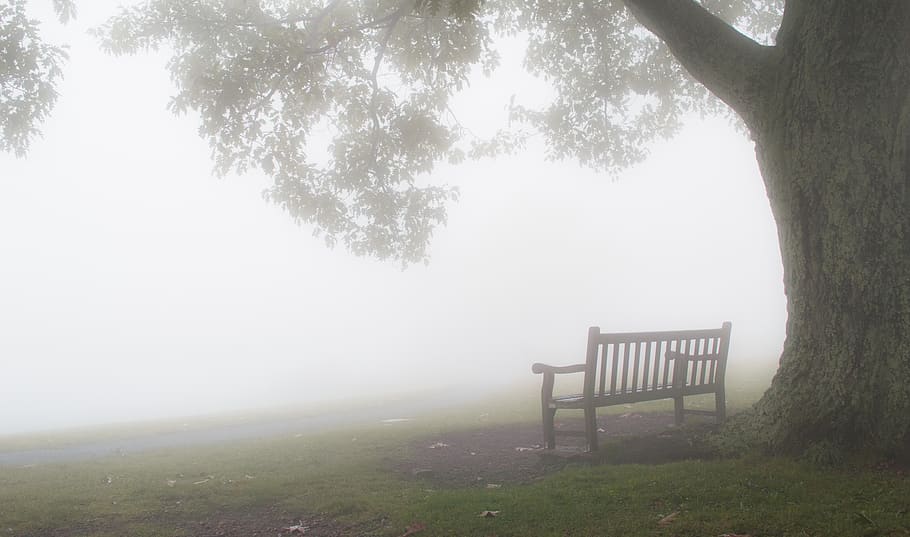 united states, shenandoah national park, bench in fog, tree, HD wallpaper