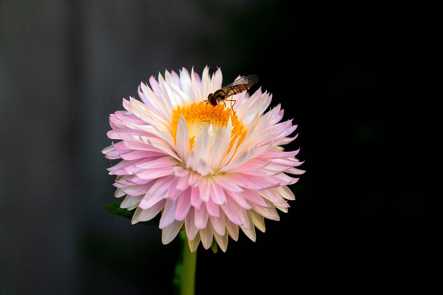flower, insect, blossom, bloom, nature, macro, close up, flowering plant HD wallpaper