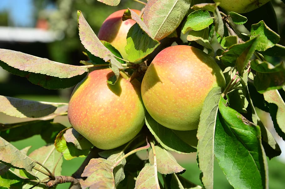 apple, tree, fruit, ripe, vitamins, leaf, plant part, healthy eating HD wallpaper