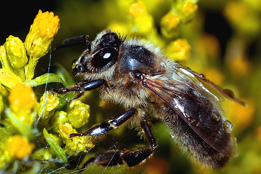bee, insect, macro, yellow, animal, animal wildlife, animal themes HD wallpaper