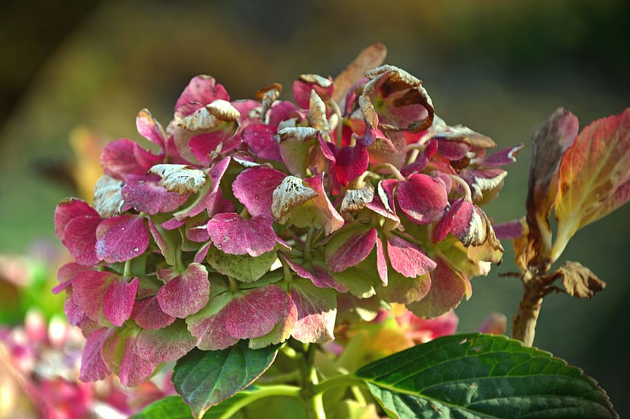 hydrangea, blossom, bloom, greenhouse hydrangea, plant, flower HD wallpaper
