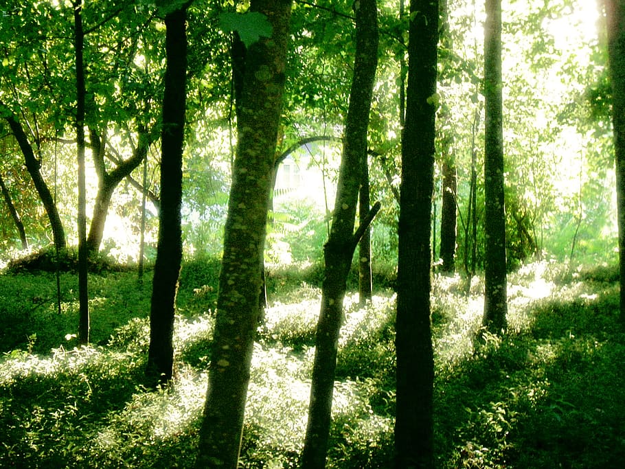 verde, luz, árvores, light, tress, green, parque, tree, plant, HD wallpaper