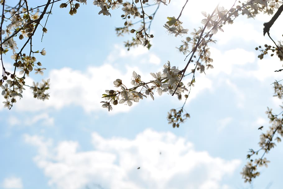 bud, spring, bloom, out, macro, clouds, enjoy, play, branch HD wallpaper