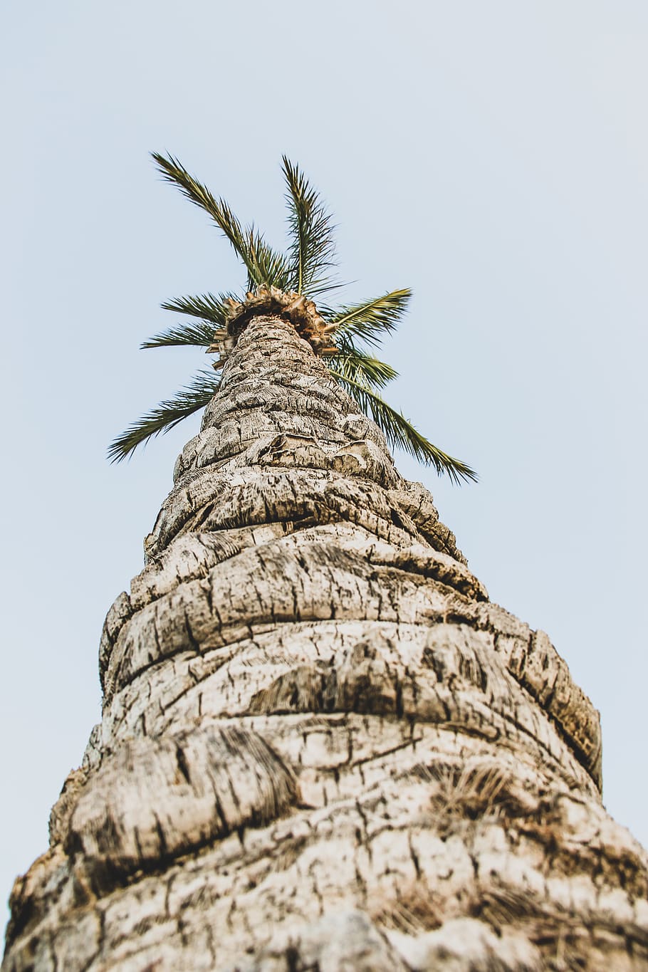 green palm tree, plant, arecaceae, tree trunk, animal, bird, summer HD wallpaper