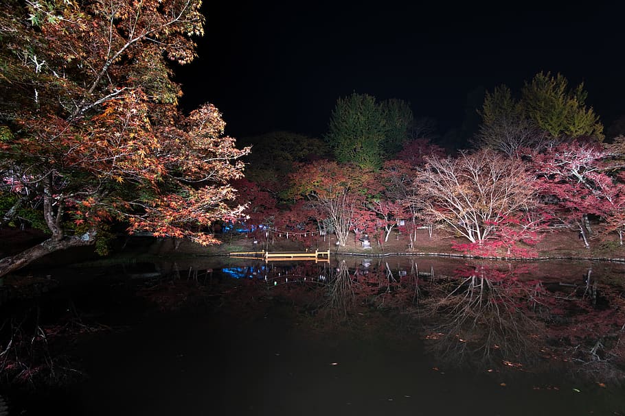 用作公園, ライトアップ, tree, water, plant, reflection HD wallpaper