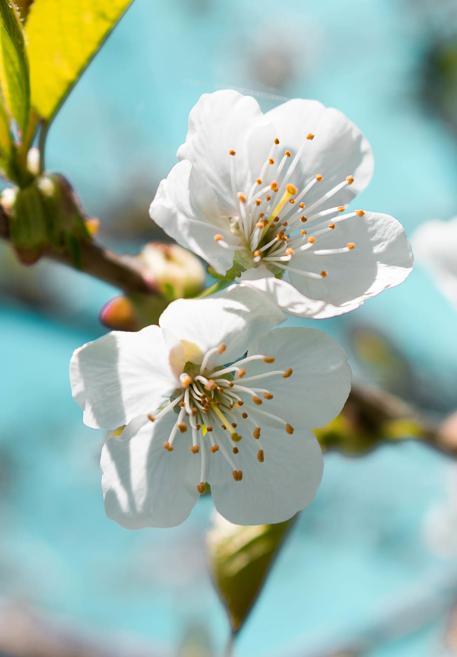 flowering plant, fragility, beauty in nature, vulnerability HD wallpaper