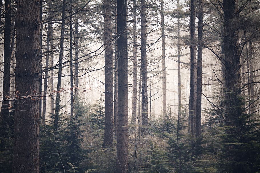 trees, forest, plant, land, woodland, trunk, tree trunk, scenics - nature HD wallpaper