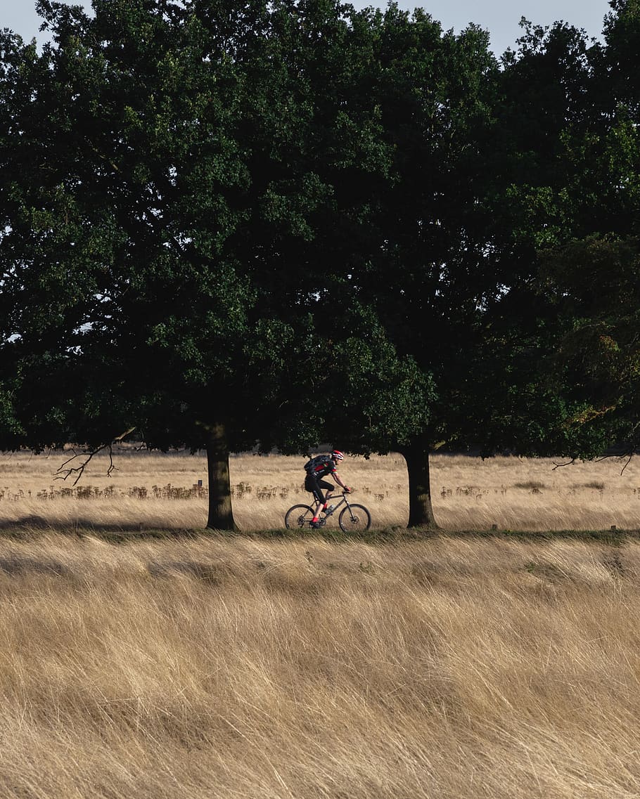 man riding bicycle under tree, plant, growth, land, field, land vehicle HD wallpaper