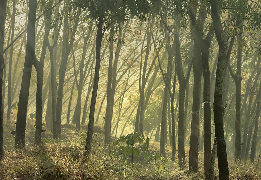 rubber tree, nature, forest, india, green, mist, moist, meadow HD wallpaper