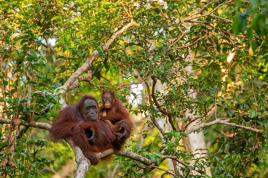 orangutan, mother, animal, mammal, child, monkey, primate, borneo