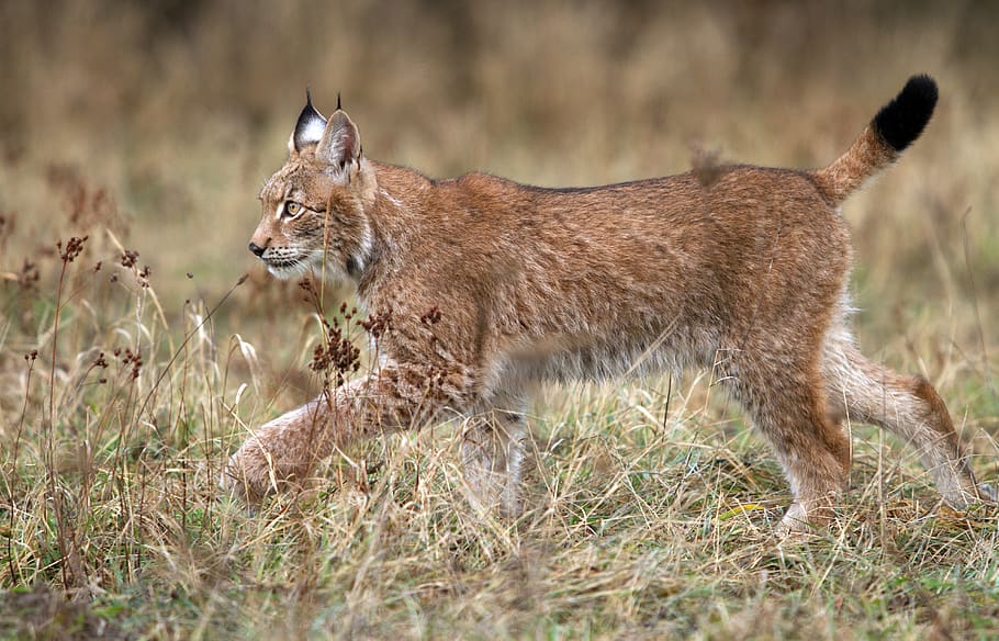 lynx walking on grass field, mammal, kangaroo, animal, wallaby, HD wallpaper