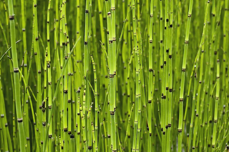 horsetail, green color, full frame, backgrounds, plant, growth HD wallpaper