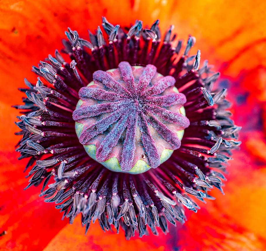 pink flower, close-up, plant, beauty in nature, flowering plant HD wallpaper