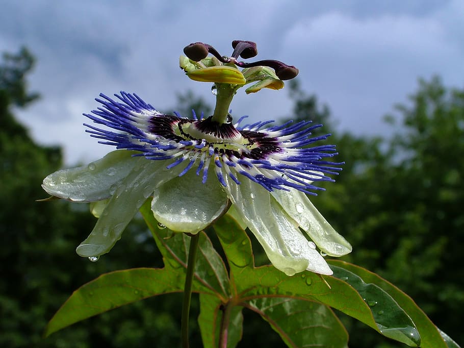 passion flower, flowering plant, growth, fragility, vulnerability HD wallpaper