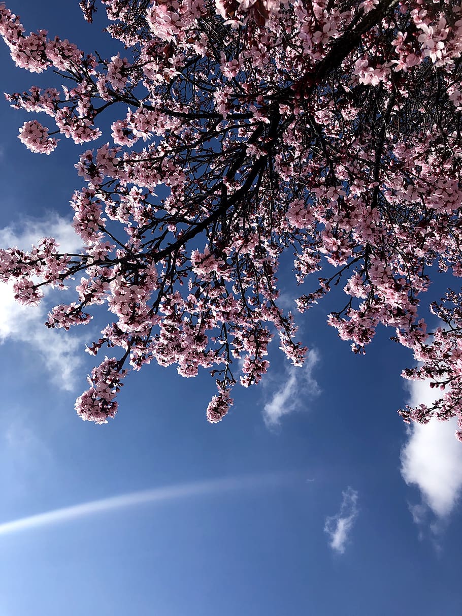 plant, cherry blossom, united states, albuquerque, tree, sky, HD wallpaper