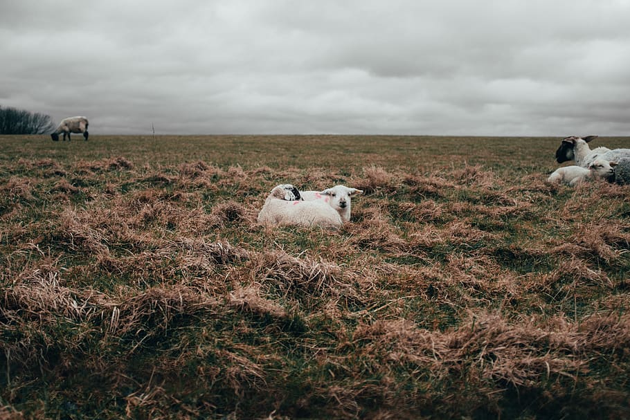 lamb, easter, grass, sheep, animal, walks, country, countryside HD wallpaper