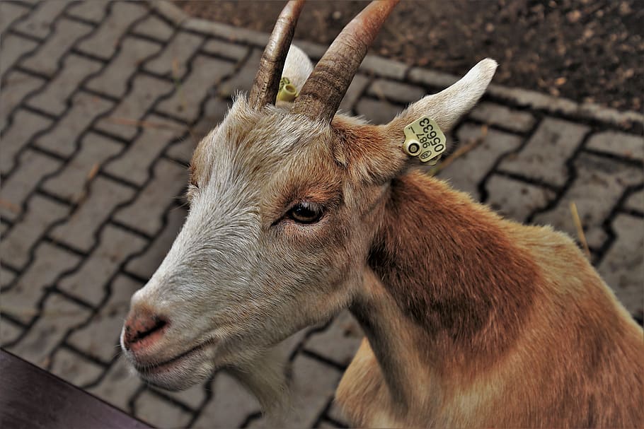 goat, fur, rough, horns, animals, mammal, playful, toadstool, HD wallpaper