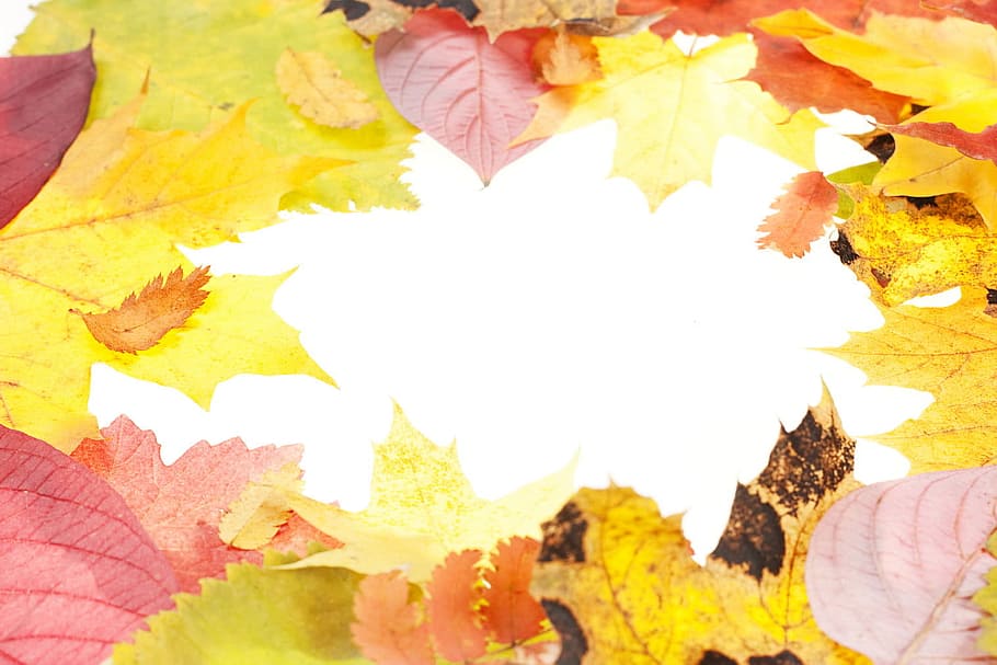 autumn, background, frame, leaf, maple, natural, orange, organic HD wallpaper