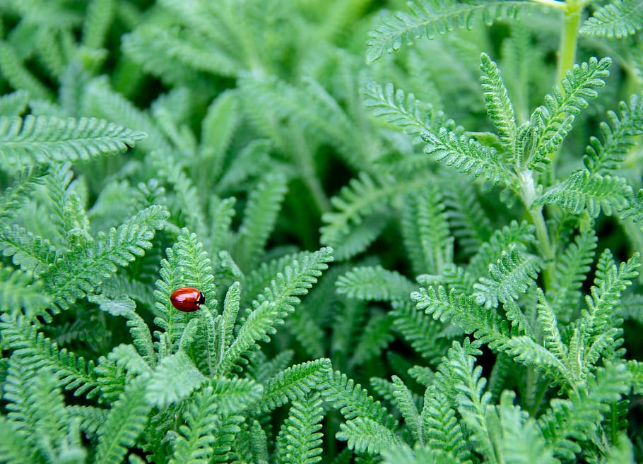 green leafed plant, green color, red, no people, nature, growth HD wallpaper