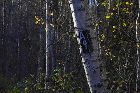 mark, marked trail, a9, forest, nature, hike, atmospheric, wood HD wallpaper
