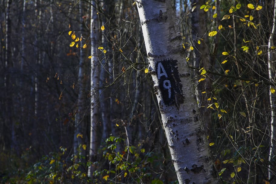 mark, marked trail, a9, forest, nature, hike, atmospheric, wood HD wallpaper