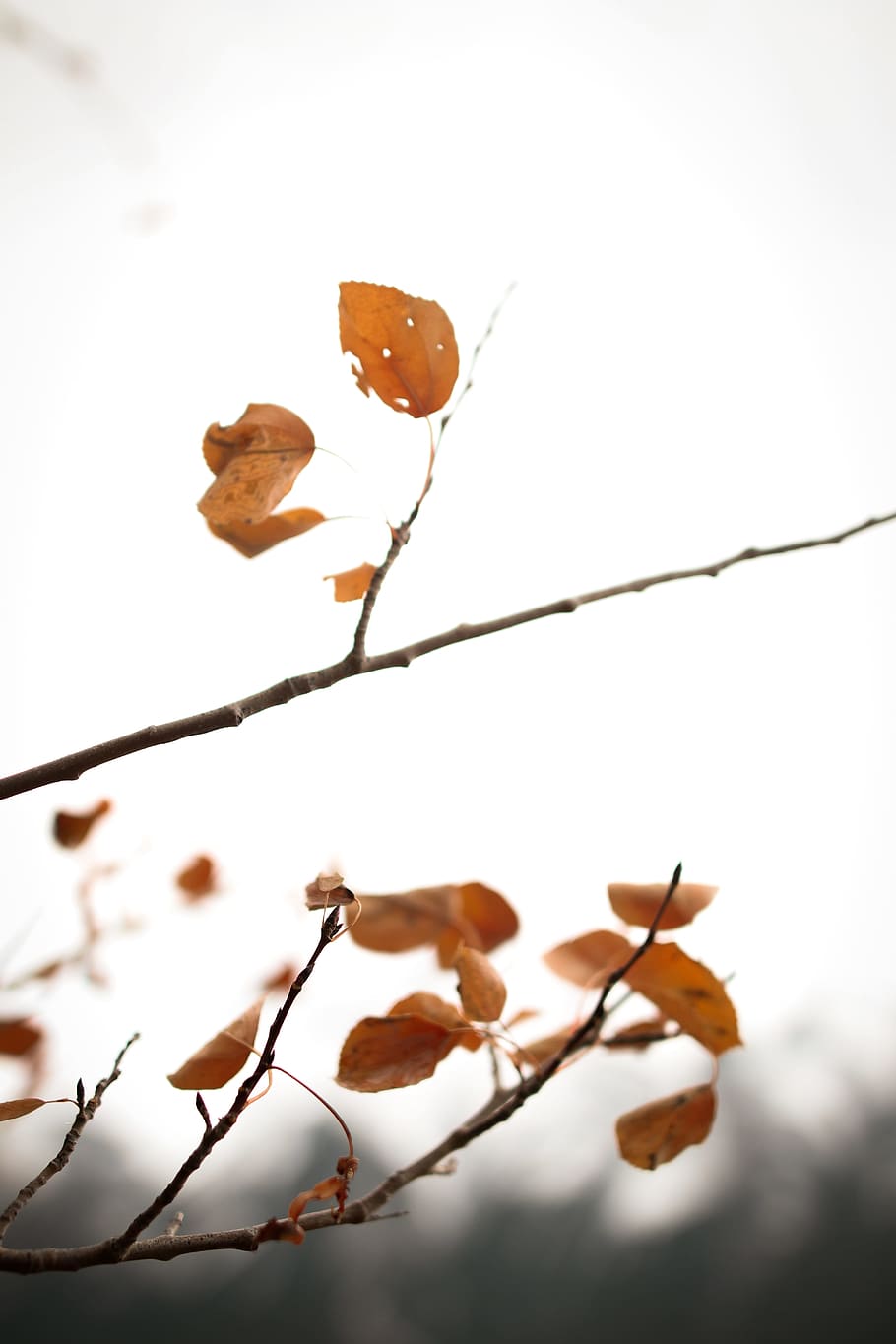 brown leaves during daytime, fall wallpaper, fall background HD wallpaper