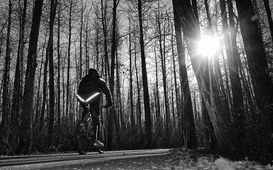 canada, st. albert, tree, plant, bicycle, forest, land, nature HD wallpaper
