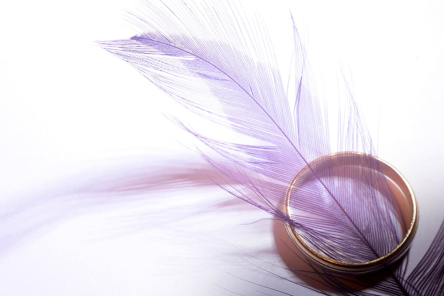 purple, feather, gold, ring, objects, still life, no people HD wallpaper