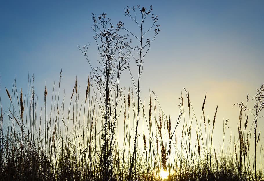 sunset, dry, grass, vegetation, blue, yellow, wallpaper, background HD wallpaper