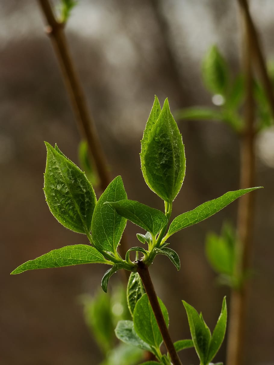 plant, spring, flower, leaf, plant part, green color, growth HD wallpaper