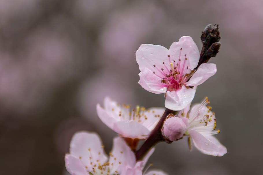 peach, flower, spring, twing, blooming tree, pink, drops, dew HD wallpaper