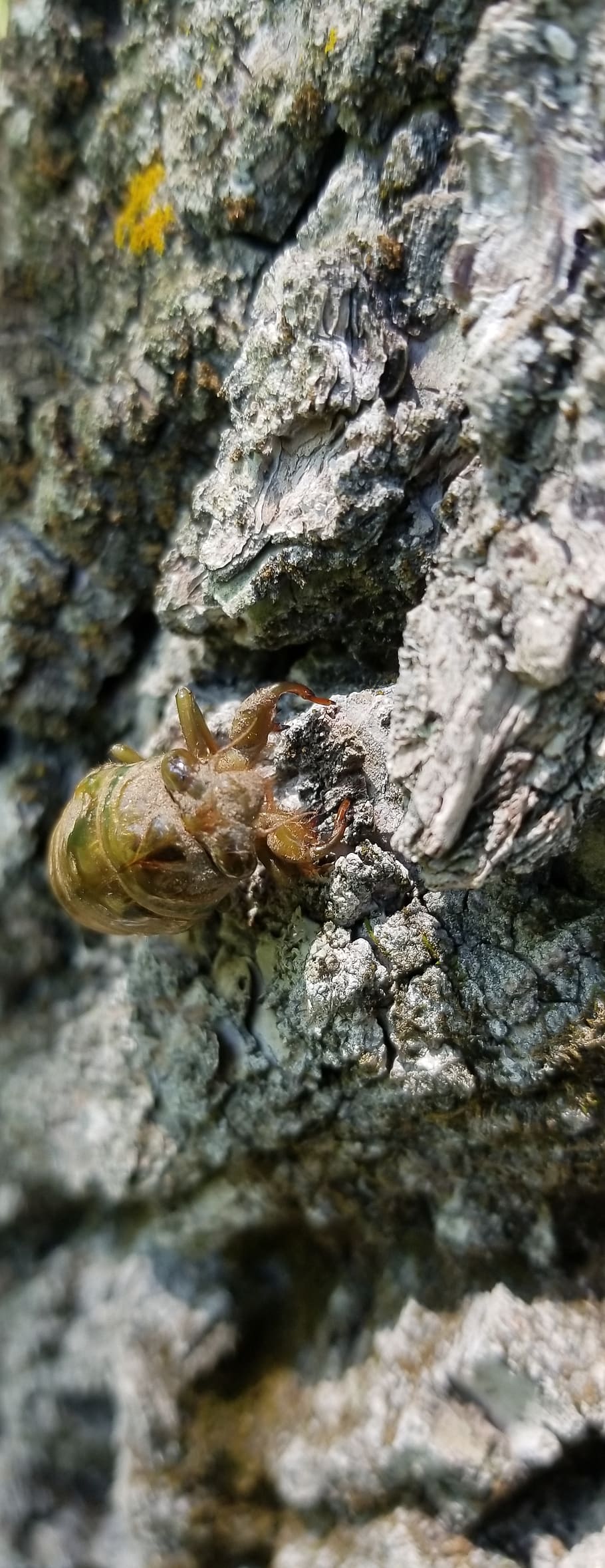 tree, cicada, insect, summer, animal, animals in the wild, animal wildlife HD wallpaper