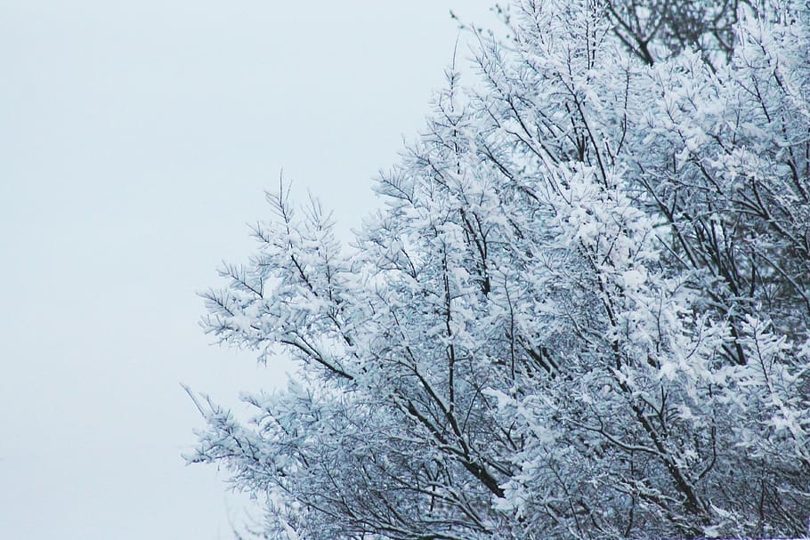 snow, forest, tree, snow topped, ice, cold, chill, wallpaper HD wallpaper