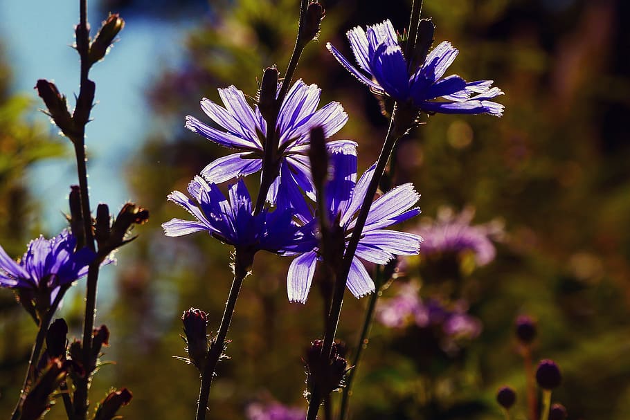 Flower of a chicory plant. Roots of the chicory plant were uses to mix with coffee to stretch a short supple of coffee. In some places the Chicory roots were used as a substitiute for coffee altogether when there were no coffee available. Chicory roots have a similar flavor as coffee but do not contain caffeine., HD wallpaper