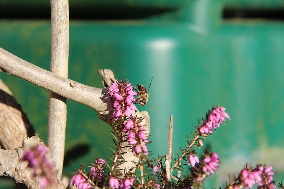 heather, heather pink, bee, insect, foraging, pollen, flower HD wallpaper
