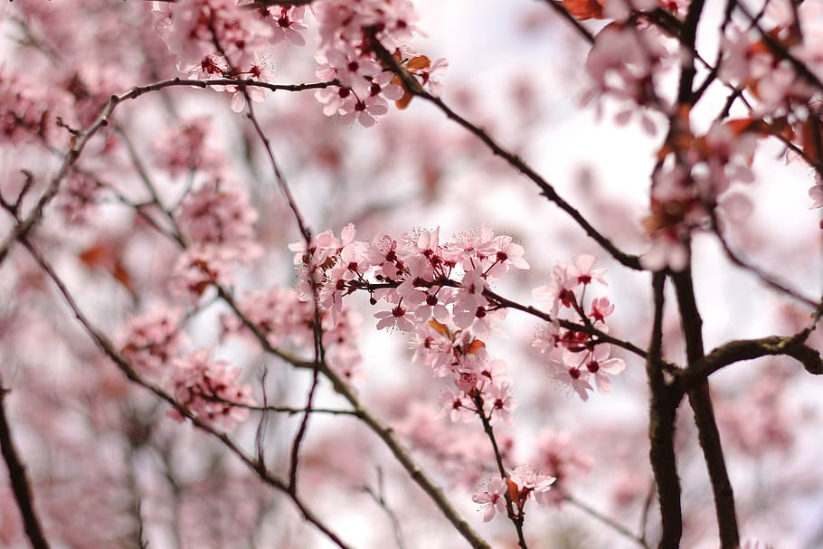 pink petaled-flower, plant, blossom, cherry blossom, green, floral HD wallpaper