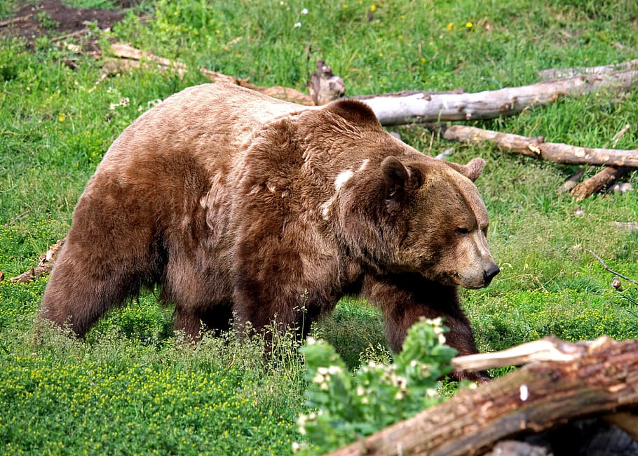 HD wallpaper: grizzly bear, montana, bozeman, montana grizzly encounter ...