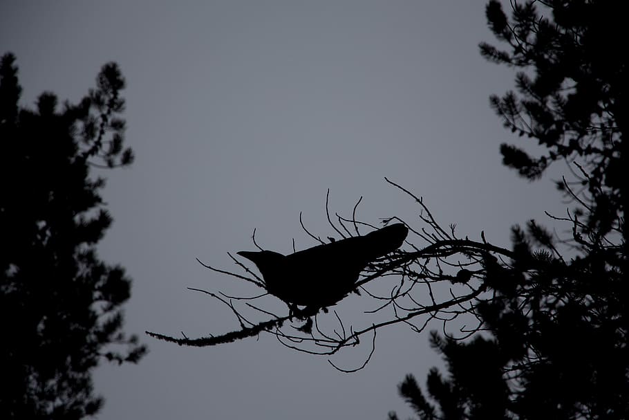 tree, plant, silhouette, sky, animal, low angle view, animal themes HD wallpaper