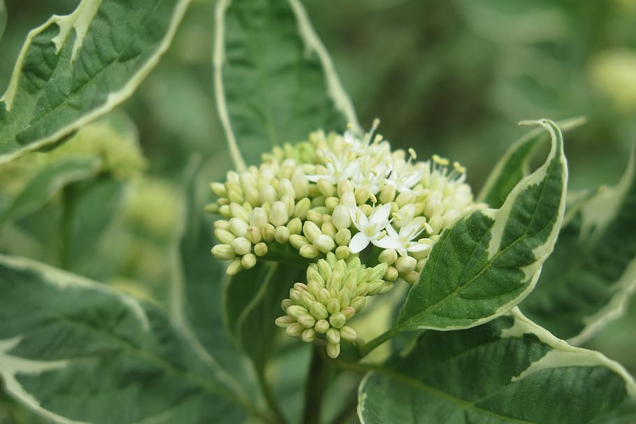 greens, spring, shrub, plant, growth, flower, leaf, beauty in nature HD wallpaper