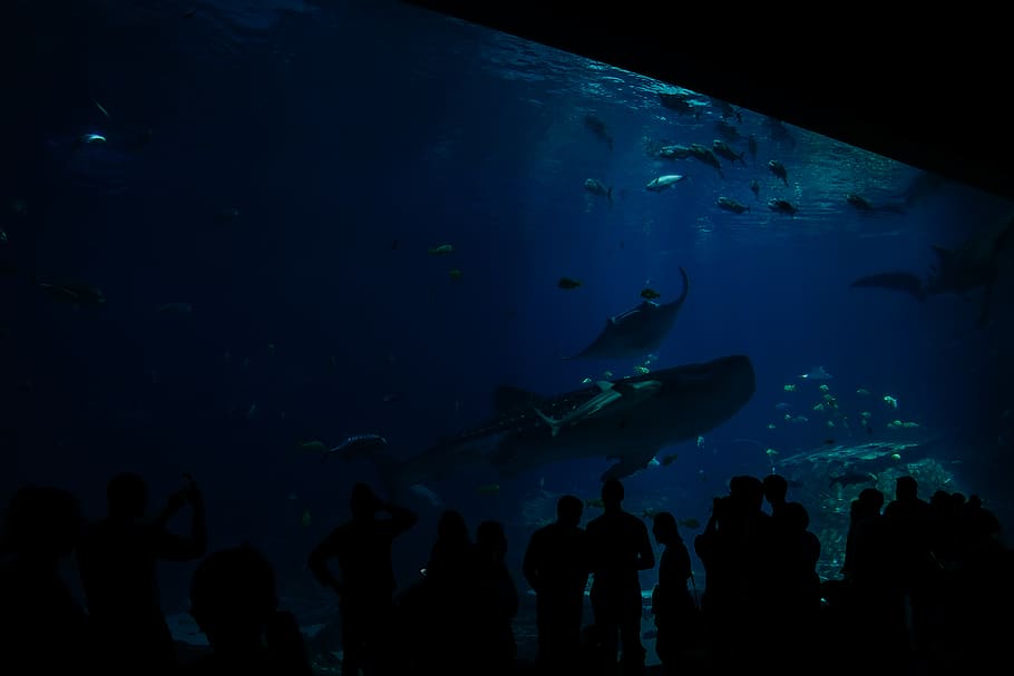 people watching school of fish, water, aquatic, human, person, HD wallpaper