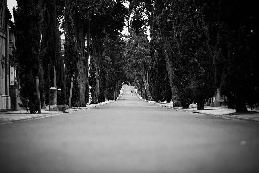 gray concrete road, black and white, tree, street, pavement, drive HD wallpaper