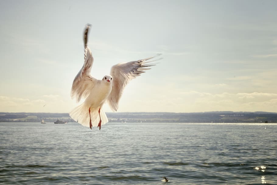 White Bird Bodies of Water Under Gray Sky, flying, gull, ocean HD wallpaper