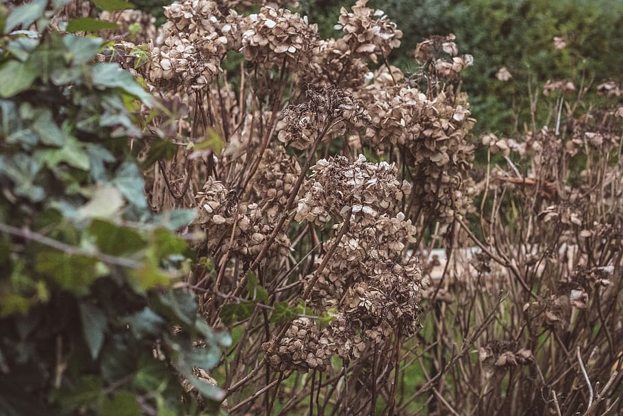 nature, fall, autumn, winter, cold, flower, plant, hortensia HD wallpaper
