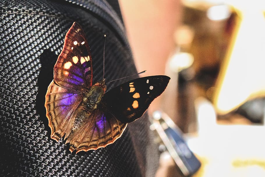 Closeup Photography of Black and Purple Butterfly Perched on Black Textile HD wallpaper
