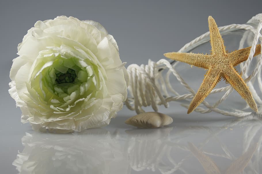 starfish, flower, white, bottle, map, decoration, indoors, close-up HD wallpaper