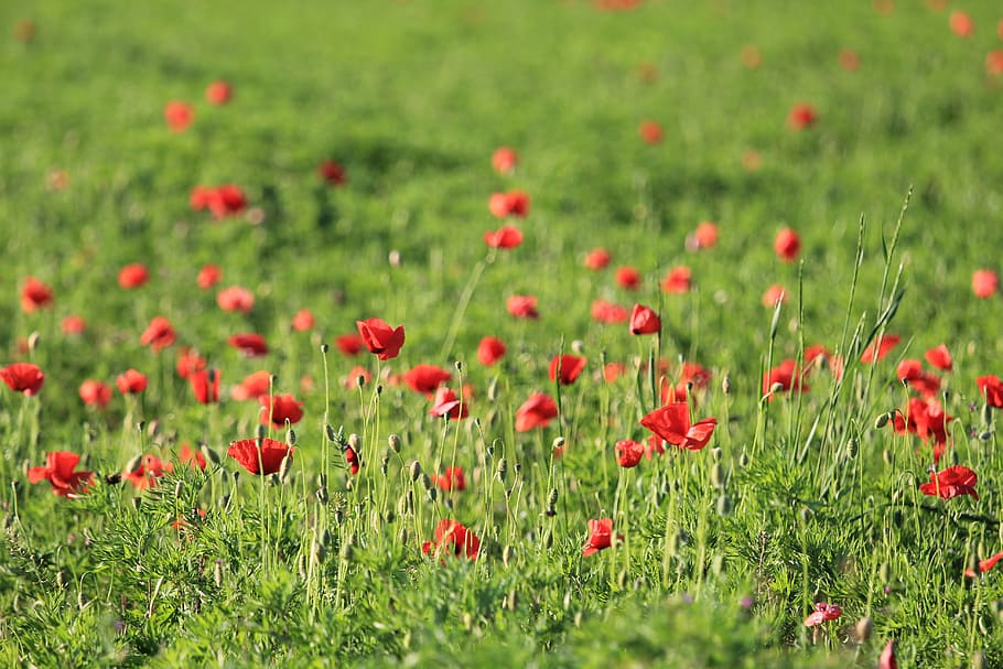 Red Petaled Flowers, bloom, blossom, field, flora, grass, petals HD wallpaper