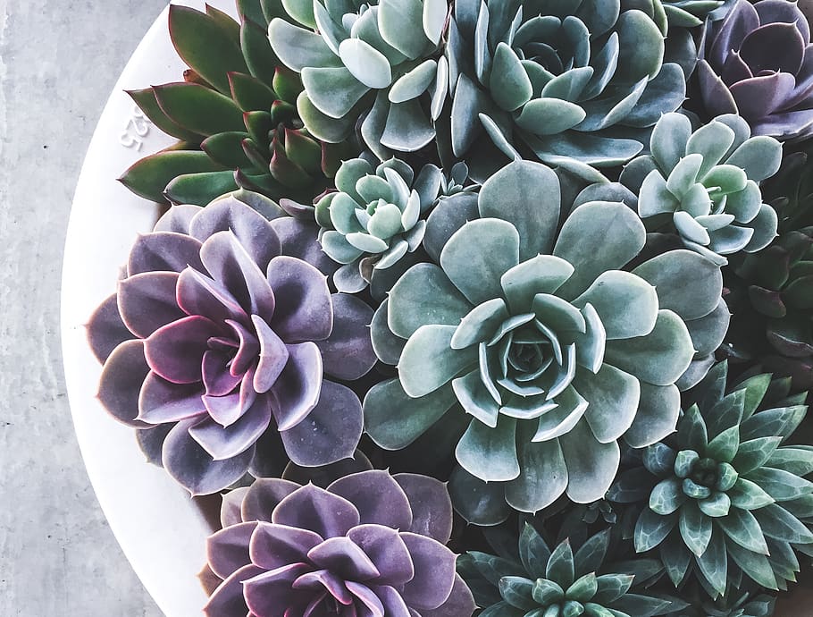 succulents, plants, flower, beauty in nature, succulent plant HD wallpaper