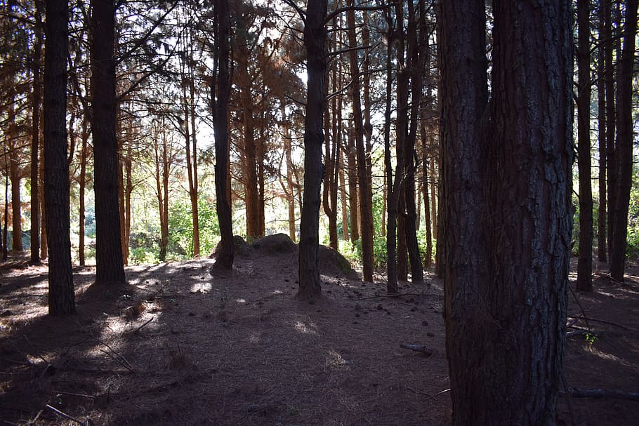 trees, forest, winter, hiking, trekking, park, land, tree trunk HD wallpaper