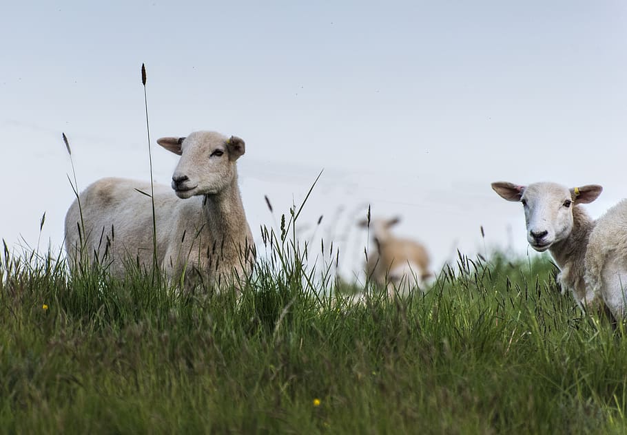 sheep, grass, nature, pasture, livestock, wool, agriculture HD wallpaper