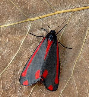 moth, cinnabar, red, black, pattern, insect, summer, uk, bright HD wallpaper